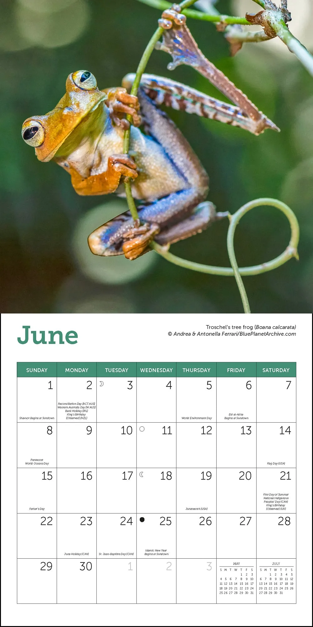 2025 Frogs Mini Wall Calendar